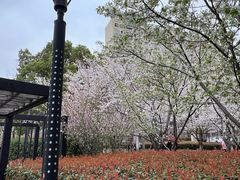 -高东镇樱花园