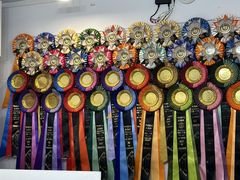 -青奢宠物·青奢猫舍