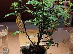 -CURRY YA 熟成咖哩專門店(深圳湾万象城店)