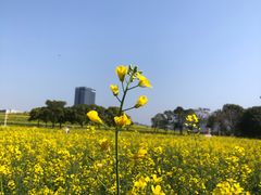 -光明小镇欢乐田园