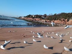 -青岛第三海水浴场