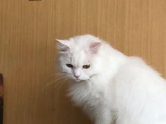 -飞行喵MR PILOT|猫舍·猫咖(静安大融城店)