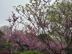 -龙头寺公园