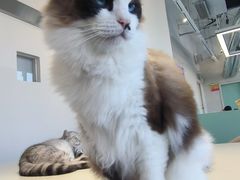 -怪兽屋·羊驼·猫咖·狗咖(俊华广场店)