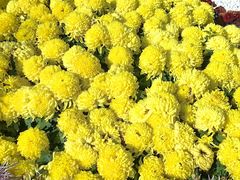 -南山植物园