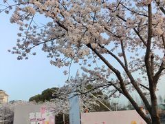 -高东镇樱花园