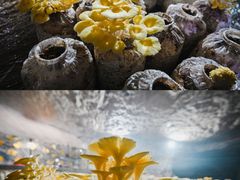 -仙蘑洞