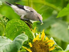 -光明小镇欢乐田园