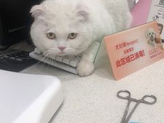 -心语宠物医院·急重症转诊中心·瑞辰华诺(南青路店)