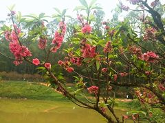 -南国桃园旅游度假区