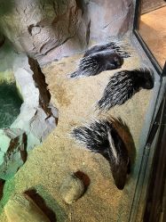 -酷嗒动物文化乐园(cutezoo西溪乐天城店)