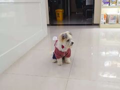 -安安宠物医院(情缘分院)