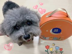 -PETKIT 小佩宠物·低压洗护·美容·寄养(安远店)