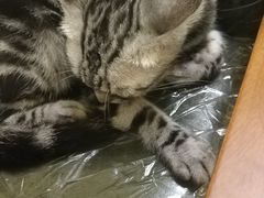 -猫色咖啡·猫咖
