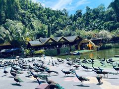 -西双版纳原始森林公园