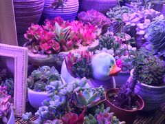 -双季花艺园艺市场(浦东店)