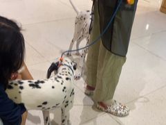 -帕帕拉兹宠物(亚洲旗舰店)