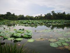 -桃花岛景观公园
