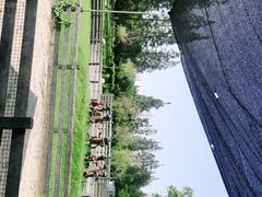 -前小桔亲子创意农场·草莓采摘·露营烧烤