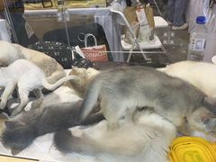 -上海跨国采购会展中心