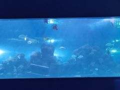 -重庆欢乐海底世界