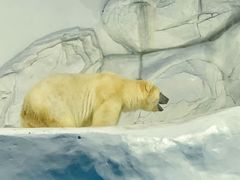 -海合安成都极地海洋公园