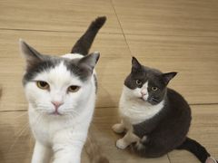 -是阿柴呀！柴犬咖啡·爱喵喵猫咖