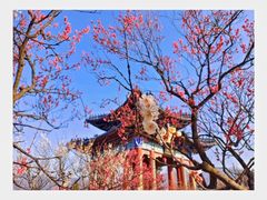 -梅花山(明孝陵内)