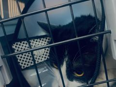 -爱侣宠医·鹦鹉专科·小型哺乳类·异宠专科(灵石路店)