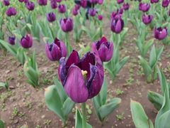 -长春公园(普阳街道)