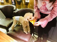 -百好乐宠物友好餐厅(朝外大街店)