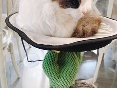 -吉丁鸟咖·异宠·寄养
