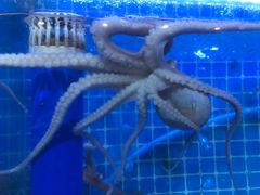 -前王院•巧克力海鲜市集餐厅(万平口店)