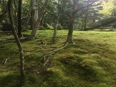 -西芳寺(苔寺)