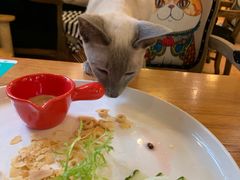 -more than meow吴止猫主题餐厅(承德 中船汇店)
