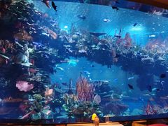 -迪拜帆船酒店海底餐厅