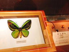 -上海昆虫博物馆