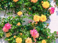 -鹅湖玫瑰文化园