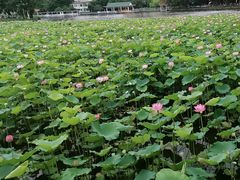 -荔湾湖公园