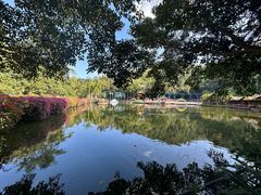 -西双版纳原始森林公园