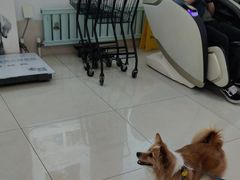 -北京观赏动物医院·24小时大型综合·猫专科·异宠专科