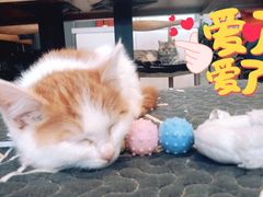 -平行世界·猫咖(首经贸店)
