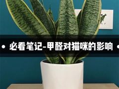 -绿色亿家除甲醛机构