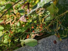 -北京十三陵国家森林公园蟒山景区