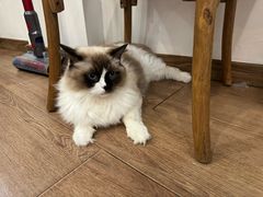 -有猫主题·治愈系猫咖(曾厝垵店)