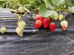 -蓝呗呗蓝莓草莓采摘园(通州区马驹桥店)