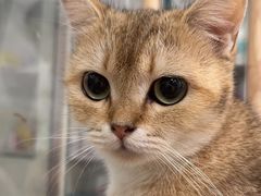 -楼上猫咖(罗湖店)