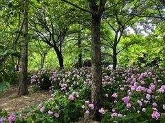 -上海滨江森林公园