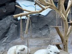 -海合安青岛极地海洋公园