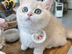 -米苏动物医院·犬猫专科·骨科外科内窥镜